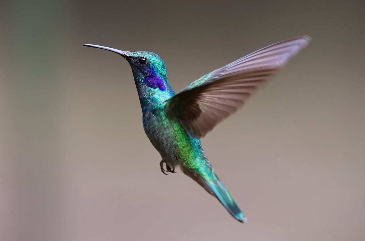 Hummingbird Urns Meaning, Symbolism & Who Should Choose a Hummingbird Cremation Urn